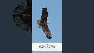 Watch as this eagle turns around in midair, dives out of the sky and catches a fish. 