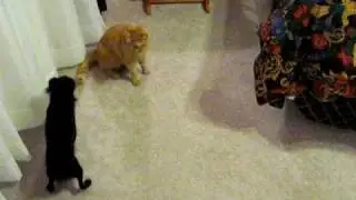 cat vs dog round 2