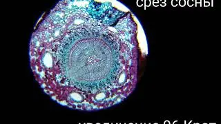 Микропрепараты под микроскопом