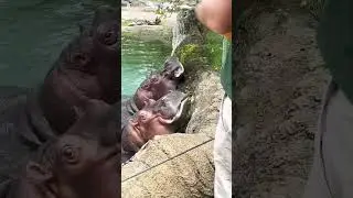 #hippo #animals #wildlife #zoo #funny #whale #whaler #seacreaturess #whaleshark #shark