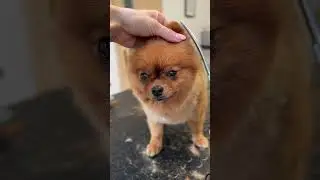 Tiny chicken nugget dog grooming #pomeranian