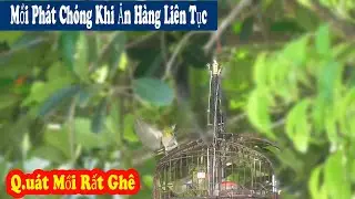 Trap Dou Vanh Khuyen || Beginner's bait is stunned when he meets the bad guys. // Chien Oi