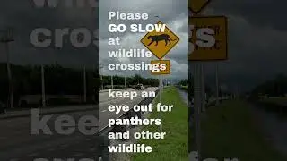 Florida Panther Deaths 2022 