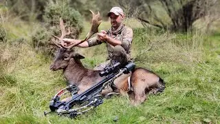 Crossbow Fallow Buck