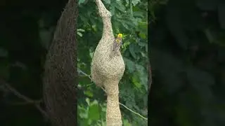 Nature's Engineers at Work 🦜