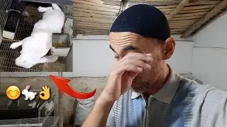 Қуён ферма - август 2021