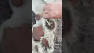 Lion CLAWS