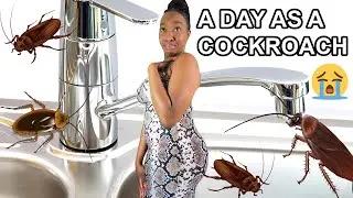A DAY IN THE LIFE AS A COCKROACH