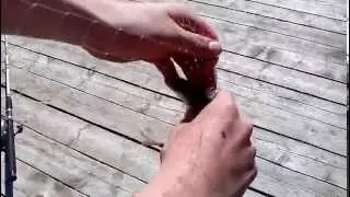 Рыба кончает