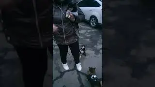 собака-говоряка-на улице гуляка-ко всем приставака. Рич