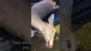 Harvesting Deer and Being Bothered By Turkey #shorts #hunting #whitetail