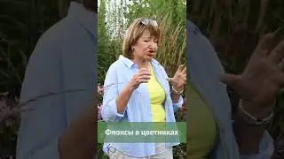 Флоксы в цветниках 🌸