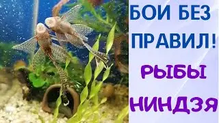 👀Рыбы-НИНДЗЯ🤼‍♂️ Кто кого 🤺Бой в аквариуме😱