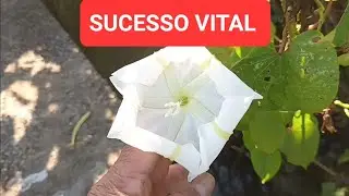 IPOMOEA ALBA BRANCA GIGANTE #flordocerrado