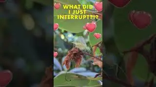 I didn't see anything!  #insectphotography  #insectmacro #insects