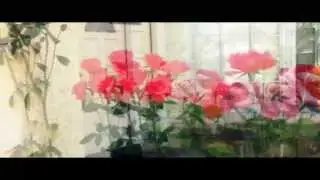 Roses: Filmed/Shot on an iPod