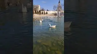 Гуси-гуси га-га-га. Goose honk honk. 