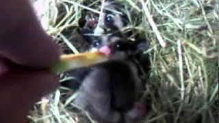 Video 0005