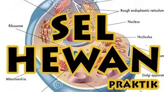 SEL HEWAN | PRAKTIK | IPA 7