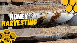 🐝🍯Honey harvesting - the local way