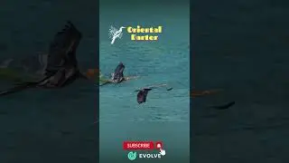 Snake Bird | Oriental Darter Bird | Water Turkey | #birds #savebirds #shorts #viral