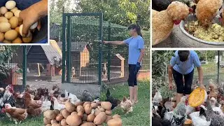 Копаю Картошку В Курятнике Показываю что делаю Помидоры продолжаю поливать