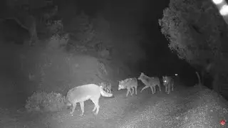 TÜRKİYE'DE ÇEKİLEN EN GÜZEL GECE FOTOKAPAN GÖRÜNTÜLERİM! KURT, VAŞAK, GEYİK, BOZAYI, ÇAKAL, KARACA