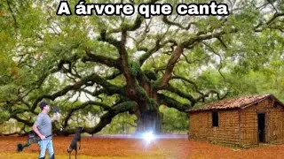 Objeto incrível é encontrado na misteriosa árvore que canta!!!😱