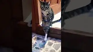 Котик сидит как человек😾 #shorts #youtubeshorts #ютуб #trending #cat #котики