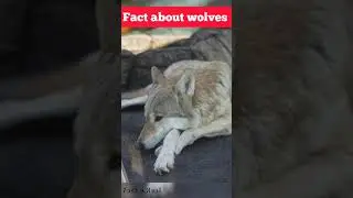 amazing facts about wolves | animal fact | Fact o Real | #shorts #youtubeshorts #youtube