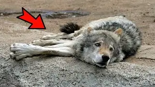 The wolf was hit by a car and drove off. Just look who came to his aid!