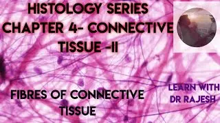 HISTOLOGY -Fibres of connective tissue