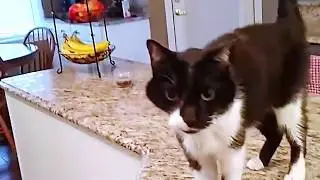 Whoa! This Cat's Meow is So Low!