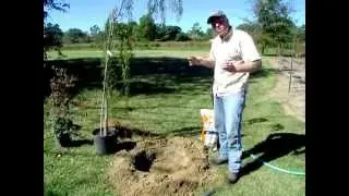 How to Properly Install Container Grown Plants