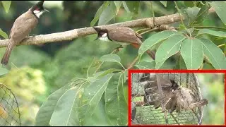 Bẫy Chào Mào Bổi Mới Nhất. Gặp Chào Mào Bổi Tố Chất.