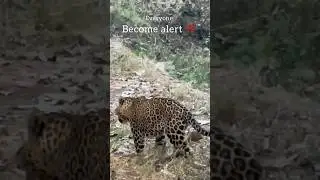 When Leopard 🐆 on the move ! Leopard vs peacock #clickatale #leopard sighting