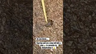 #slug 🐌 #sluglife #mollusca
