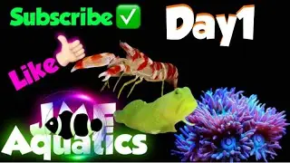 Day1 Pistol Shrimp & Goby
