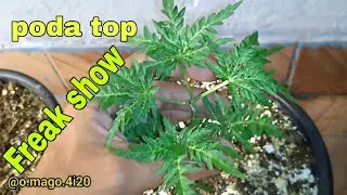 Freak show - poda top