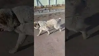 Зевс