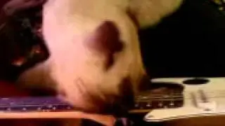 Kityy play on guitar.3GP