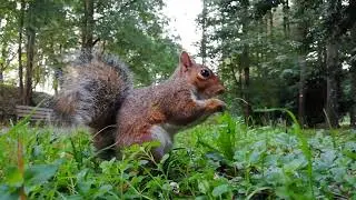 Squirrel eating