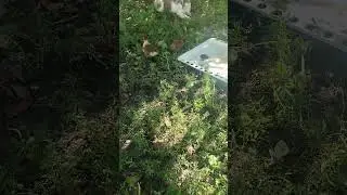 шипуни вже підросли 