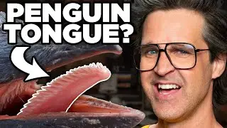 Match The Animal To The Tongue (Game)