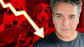 Hemos perdido 50.000 Euros en 30 días – Puede Sobrevivir Let´s Adopt?