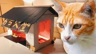 Building a dream home for a stray cat (from scratch!)