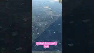 قشور حوت نوع من رخام إطالي (rabrador)