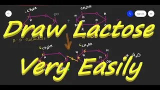 Lactose || Milk Sugar || Structure of Lactose || Disaccharides