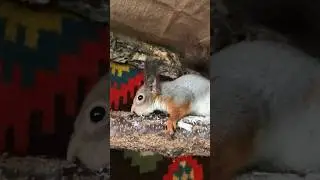 Мордочку повытирал об дерево😁 