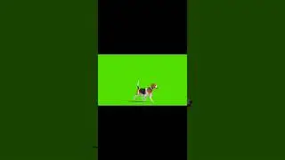 green screen anjing - gambar anjing berjalan 